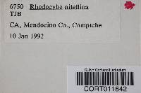 Rhodocybe nitellina image