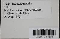 Russula uncialis image