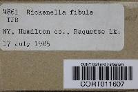 Rickenella fibula image