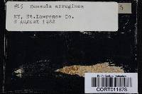 Russula aeruginea image
