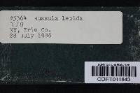 Russula lepida image