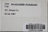 Rhodocybella rhododendri image