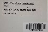 Image of Porpoloma portentosum