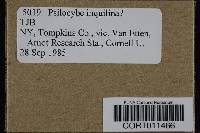 Psilocybe inquilina image