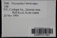 Pouzarella fibrillosipes image