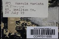 Russula variata image
