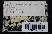 Russula mariae image