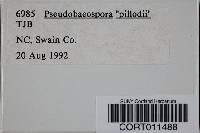 Pseudobaeospora pillodii image