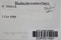 Rhodocybe roseiavellanea image