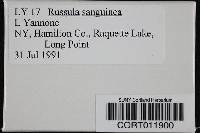 Russula sanguinaria image