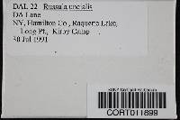 Russula uncialis image