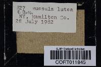 Image of Russula lutea