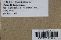 Image of Russula vinacea