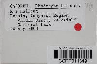 Rhodocybe hirneola image