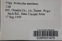 Psilocybe montana image