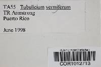 Image of Tubulicium vermiferum