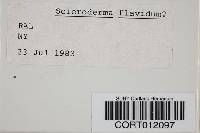 Scleroderma flavidum image