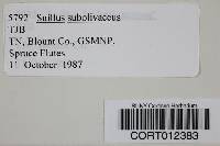 Image of Suillus subolivaceus
