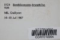 Strobilomyces dryophilus image