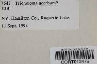 Image of Tricholoma acerbum