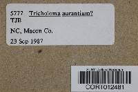 Tricholoma aurantium image