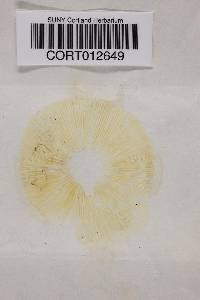 Megacollybia platyphylla image