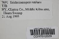 Tricholomopsis rutilans image