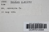Suillus placidus image