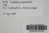 Typhula sclerotioides image