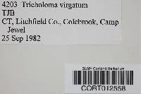 Tricholoma virgatum image
