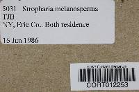 Stropharia melanosperma image