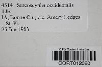Sarcoscypha occidentalis image