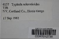 Typhula sclerotioides image