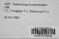 Scleroderma lycoperdoides image