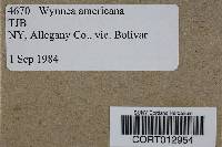 Wynnea americana image