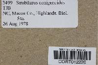 Strobilurus conigenoides image