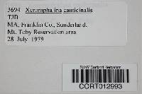Xeromphalina cauticinalis image