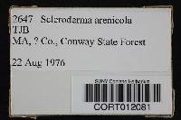 Image of Scleroderma arenicola