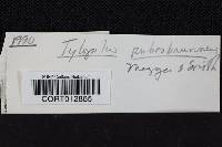 Tylopilus rubrobrunneus image