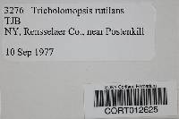 Tricholomopsis rutilans image