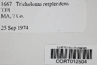 Tricholoma resplendens image