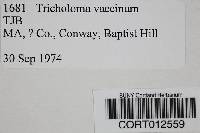 Tricholoma vaccinum image