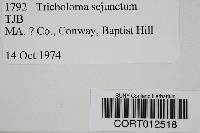 Tricholoma sejunctum image