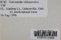 Image of Volvariella villosovolva
