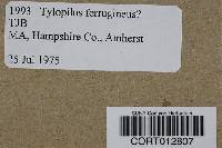 Tylopilus ferrugineus image