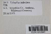 Tylopilus indecisus image