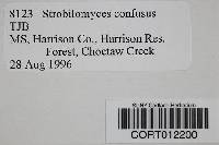 Strobilomyces confusus image