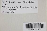 Strobilomyces dryophilus image