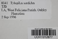 Tylopilus sordidus image