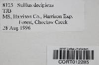 Suillus decipiens image